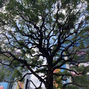 クスノキ,渋谷,街の植栽,木曜日は木,お出かけ先の画像