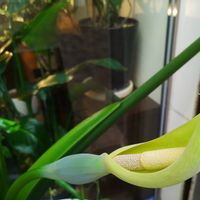 クワズイモ,アロカシア,ジャイアント　エレファント　イヤー,観葉植物,鉢植えの画像