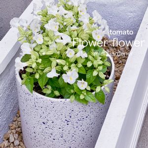 白い花,一年草,植木鉢,成長日記,白いお花の画像