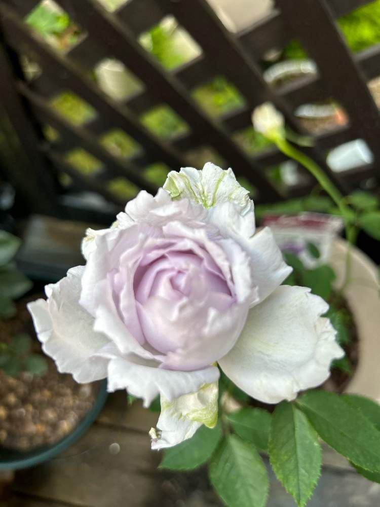 白猫ちゃん♡ピンクと紫の薔薇