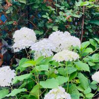 ブラックベリー,アナベル,白い花,アジサイ　紫陽花,小さな幸せ♡の画像