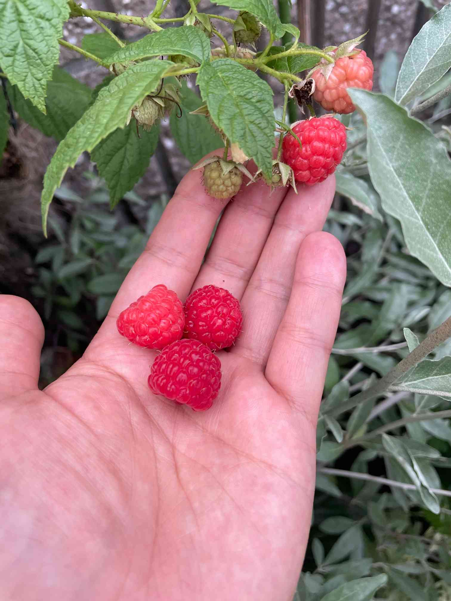 ラズベリー オータムブリスの一覧｜🍀GreenSnap（グリーンスナップ）