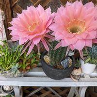 サボテン,サボテンの花,咲いた！,ピンクの花,ピンクのサボテンのはなの画像