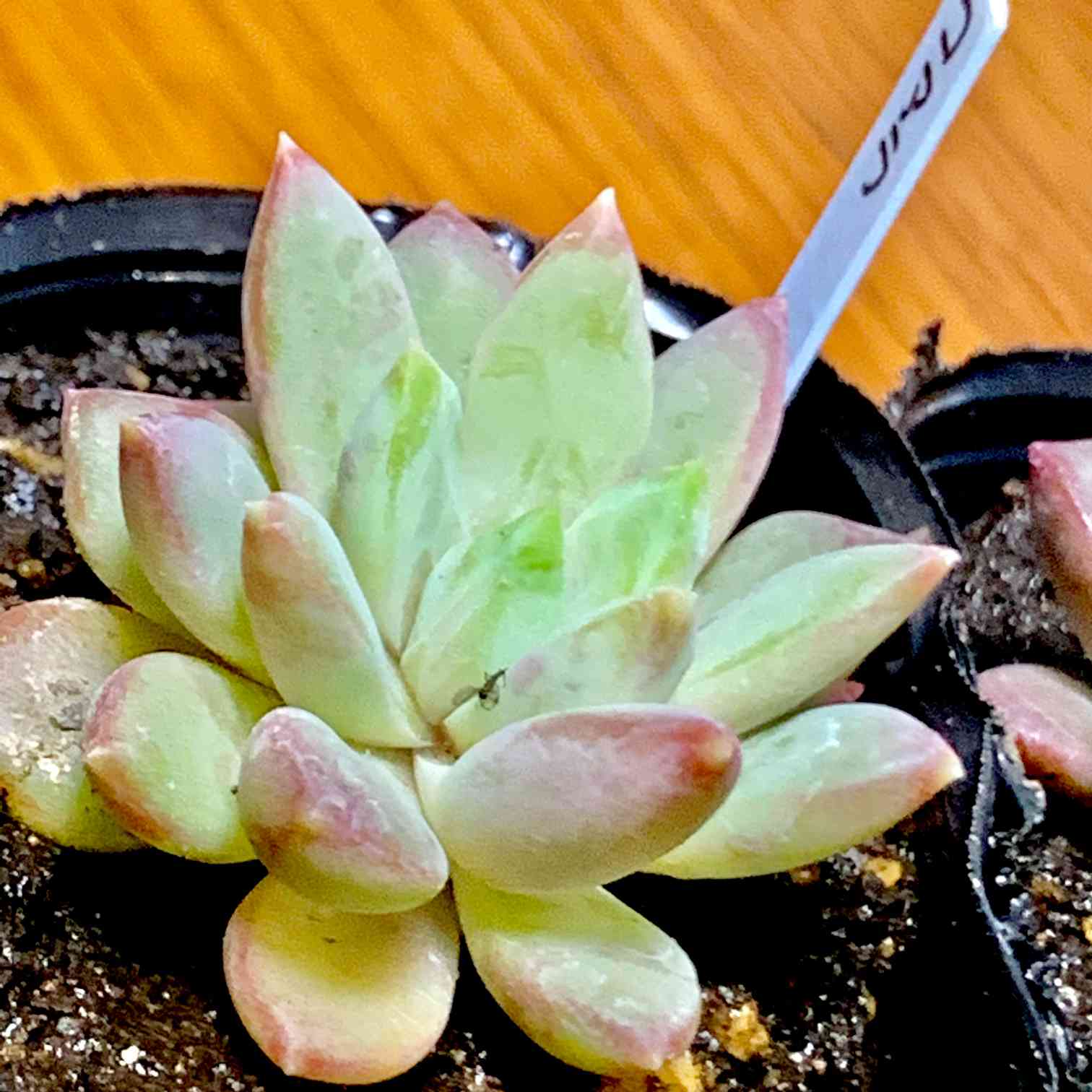 ロウルサンコ産【コアラ】｜🍀GreenSnap（グリーンスナップ）