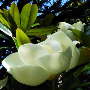 タイサンボク,公園,散歩,白い花,大木の画像