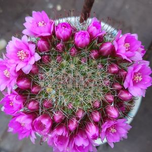 サボテンの花,福島県,呟き,ド真ん中の日,繋がりに感謝♡の画像