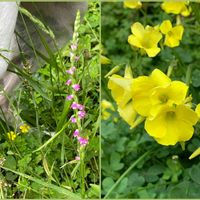 ネジバナ,ネジバナ,カタバミ,山野草,黄色い花の画像