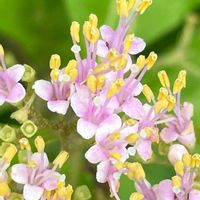 ムラサキシキブ,庭木,山野草,花木,樹木の画像