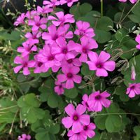 ムラサキカタバミ,花のある暮らし,今日のお花,お写ん歩,公園散歩の画像