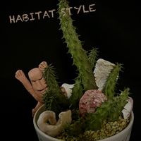 フェルニア 修羅道,多肉植物,植え替え,フェルニア属,神奈川タニラーの画像