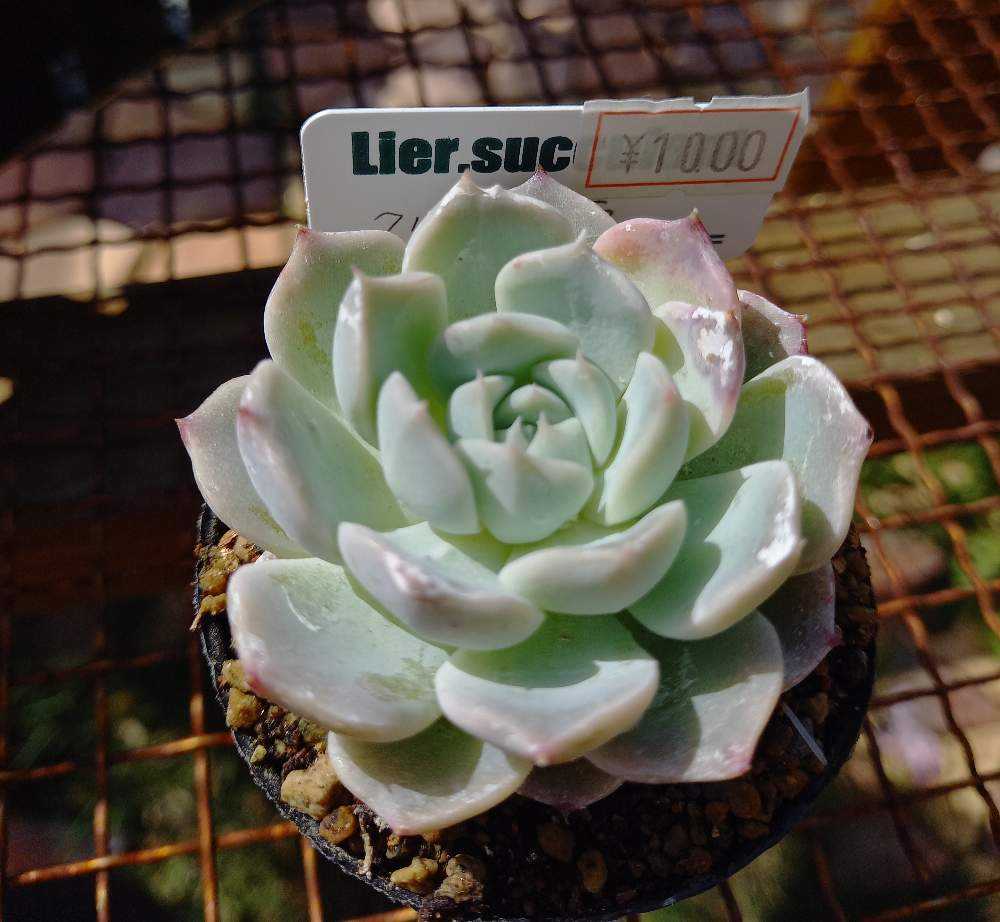 クリームベリー×シャビアナ グリーン 実生苗 多肉植物 エケベリア 1031🌹クリームサラ｜🍀GreenSnap（グリーンスナップ）