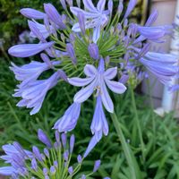 アガパンサスの画像