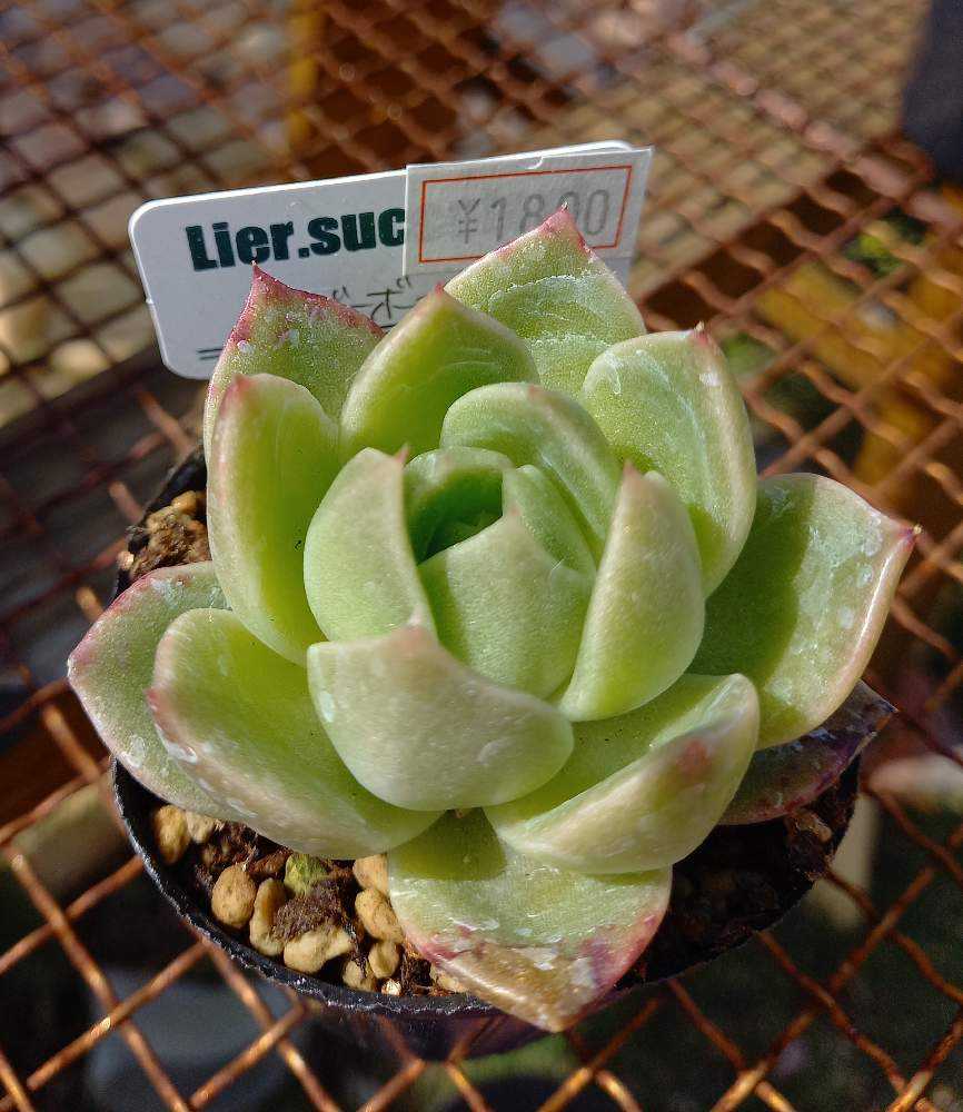 Top【選抜株】多肉植物 22313 ハーフ シュガー21個 鉢無し/脱土 多肉