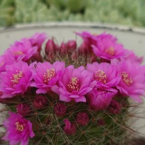 サボテンの花,多肉大好き(*´︶`*)❤︎,福島県,呟き,多肉ちゃんと愉快な仲間たちの画像