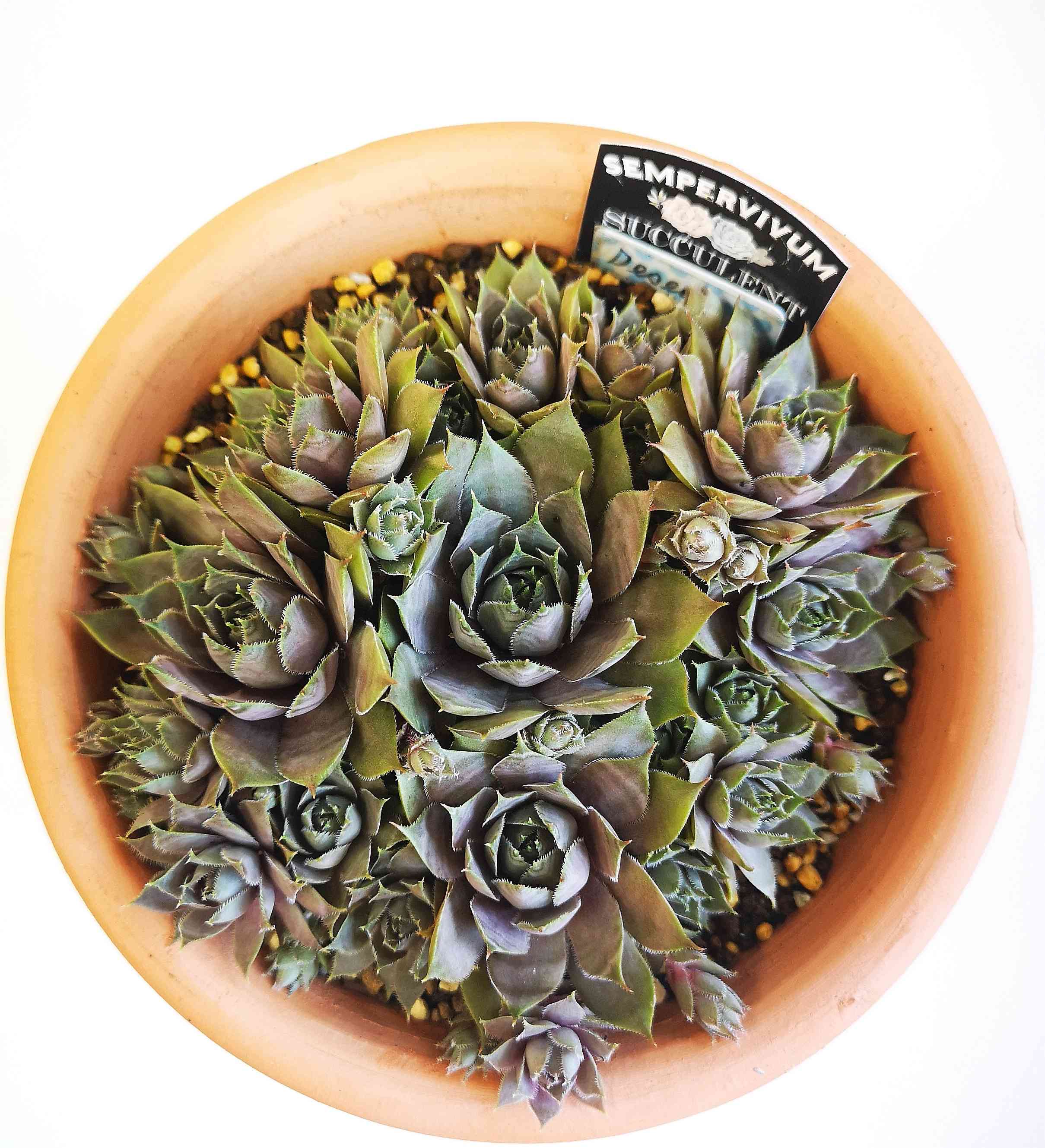 センペルビウム デザートブルームの一覧｜🍀GreenSnap（グリーンスナップ）