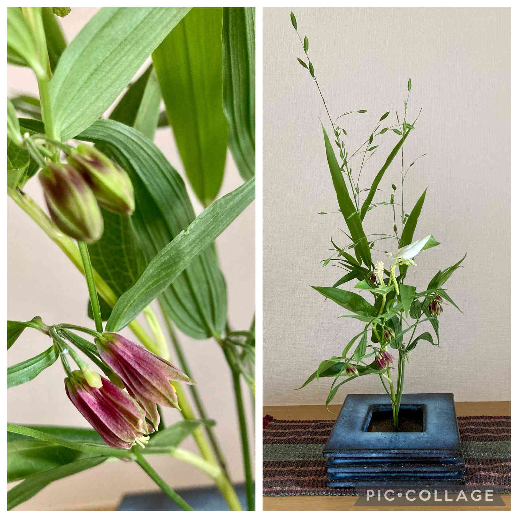 唐竹蘭(トウチクラン)の一覧|🍀GreenSnap(グリーンスナップ) 唐竹蘭(トウチクラン)の一覧|🍀GreenSnap(グリーンスナップ)