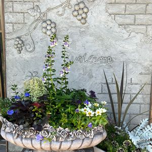 寄せ植え,癒し,気になる花,今日のお庭,モルタルアートの画像