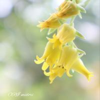 エケベリア,花うらら,花うららのお花,多肉植物,黄色い花の画像