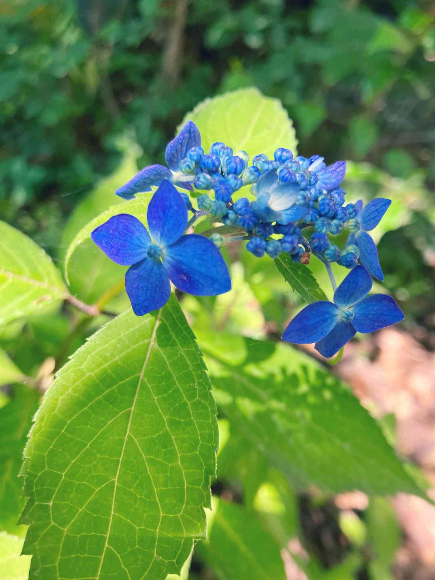まこぺんさん専用 クロワ・ブラン バイオパーフェクションジェル 100mL