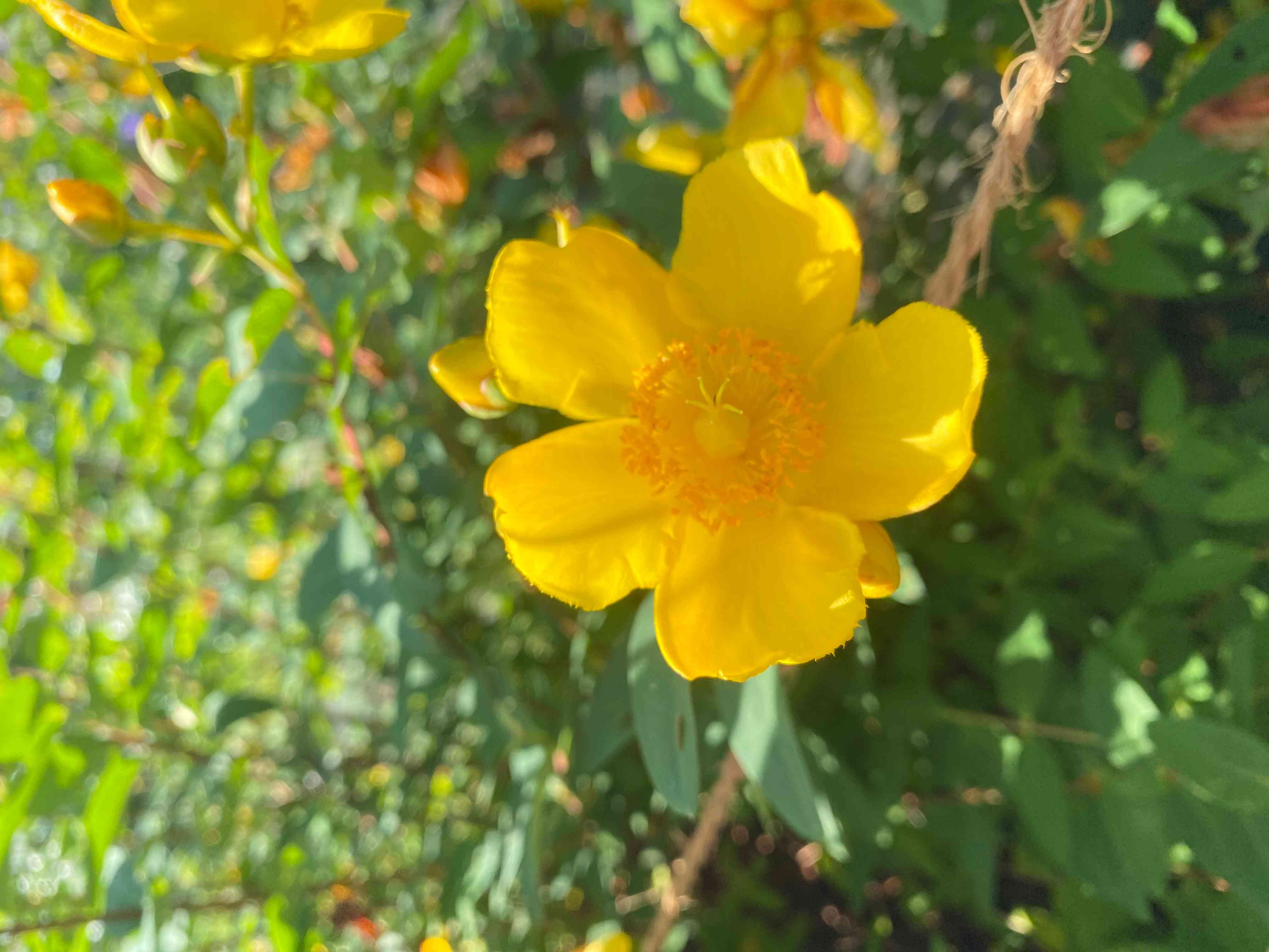 40年山吹の株 フラワーパークや庭のアクセントに