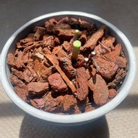 ユーフォルビア ブラックバードの画像