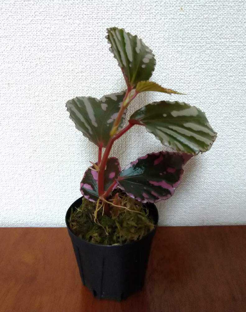 ベゴニア スノーキャップド ピンク斑入り ベゴニア スノーキャップド ピンク斑入り Snow Capped 激レア