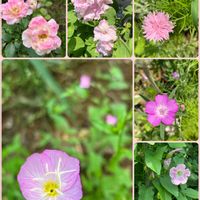 庭の花,花のある暮らし,iPhone撮影,キュンキュン乙女倶楽部,素敵な一枚の画像