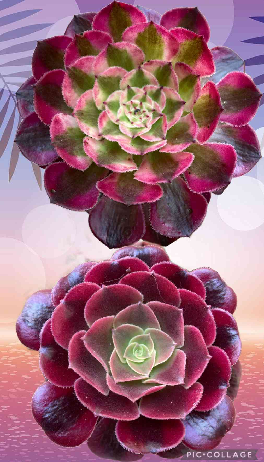 メデューサ錦の一覧｜🍀GreenSnap（グリーンスナップ）