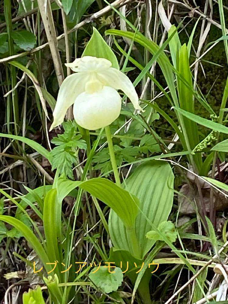 礼文島 ここでしか見られない花見てきました｜🍀GreenSnap（グリーンスナップ）