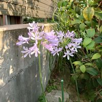 アガパンサス,小さな庭の画像