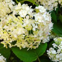アナベル,鉢植え,紫陽花 アジサイ あじさい,紫陽花が好き♡,6月の画像