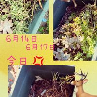 ベビーサンローズ,朧月,多肉植物,鉢植え,多肉生活の画像