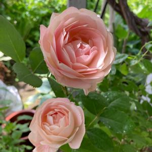 バラ アクロポリス・ロマンティカ,我が家の庭,花のある暮らし,母の日プレゼント,北海道の画像