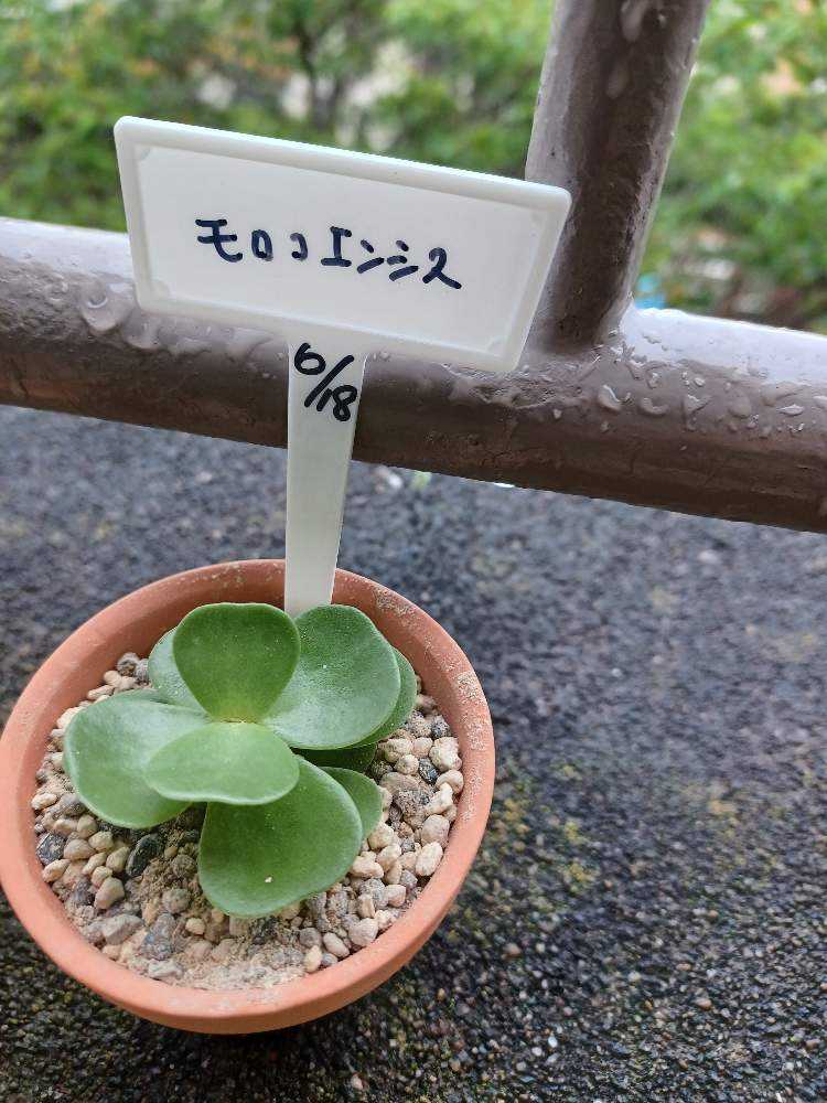 販売 モロコエンシス 抜き苗 多肉植物 ☆