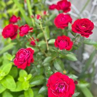 バラ  ディープ・ボルドー,庭の花,花のある暮らし,赤いバラ,庭の片隅の画像
