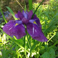 ハナショウブの画像