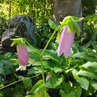 ホタルブクロの画像