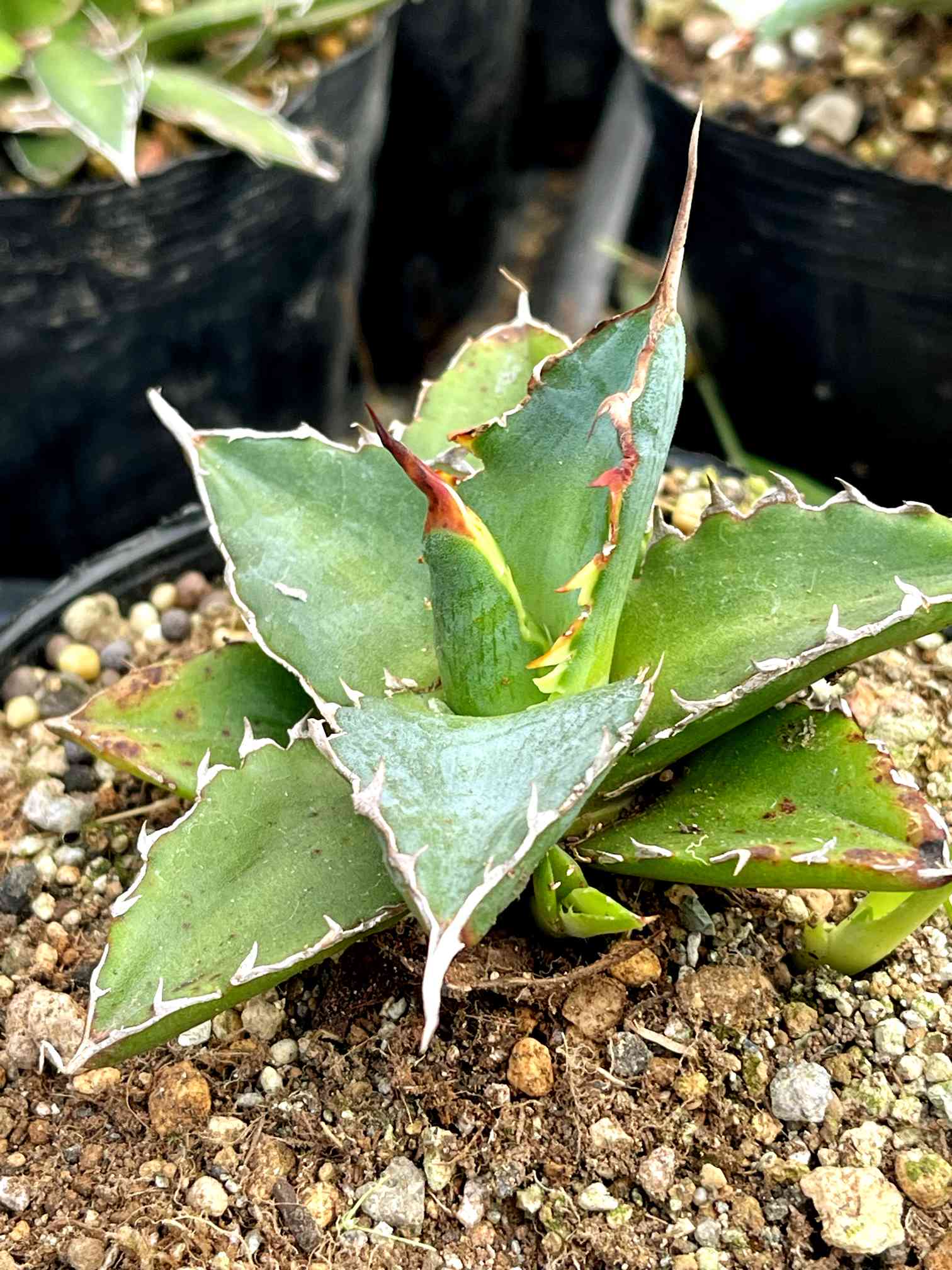 希少✨着丈120✨プリーツプリーズ イッセイミヤケ フレア 変形