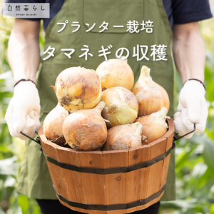 玉ねぎ,植物のある暮らし,肥料,プランター栽培,ベランダ菜園の画像