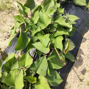 ボタニカルライフ,植物のある暮らし,GSのみなさんに感謝♡,ありがとう♡,家庭菜園初心者の画像