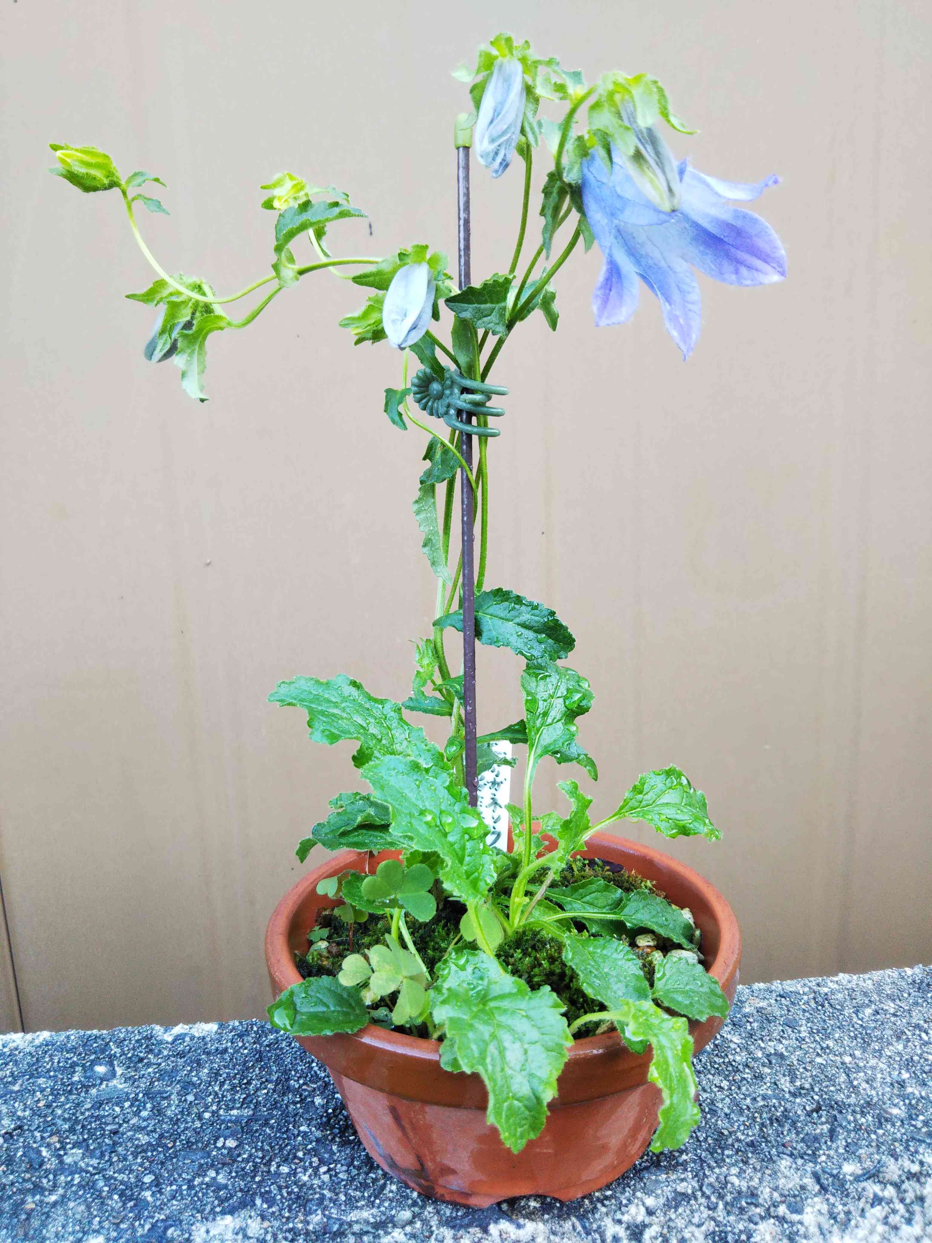 ツリガネソウ⚪の一覧｜🍀GreenSnap（グリーンスナップ）