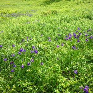 アヤメ,山野草,紫の花,雨上がり,花のある暮らしの画像