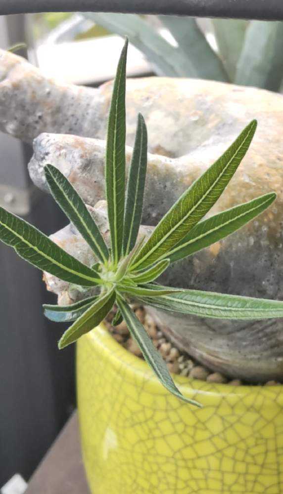 パキポディウム　種類不明　現地球　発根済　10/31写真追加 パキポディウム 種類不明 現地球 発根済 pachypodium eburneum《L size