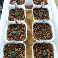 オベサ,ユーフォルビア 鉄甲丸,ユーフォルビア・オベサ鉄甲,ユーフォルビア,やまさんちのオベサ鉄甲実生記録の画像