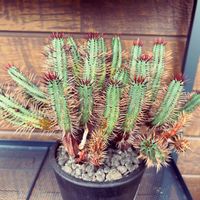 紅彩閣,成長記録,多肉植物とサボテン,植木鉢,記録の画像
