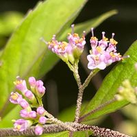 コムラサキ,花壇,ガーデニング,庭木,山野草の画像