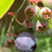 ブルーベリー,果実,花壇,ガーデニング,庭木の画像