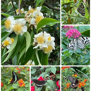 オオゴマダラ,オオゴマダラの蛹,イジュ,アオスジアゲハ蝶,ベニモンアゲハの画像