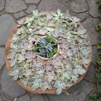 万宝,朧月,多肉植物,グラプトペタルム属,多肉大好きの画像