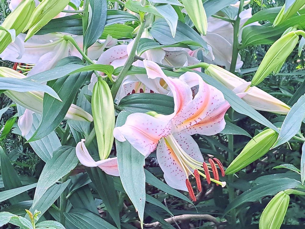 エリィさんの港の見える丘公園への投稿